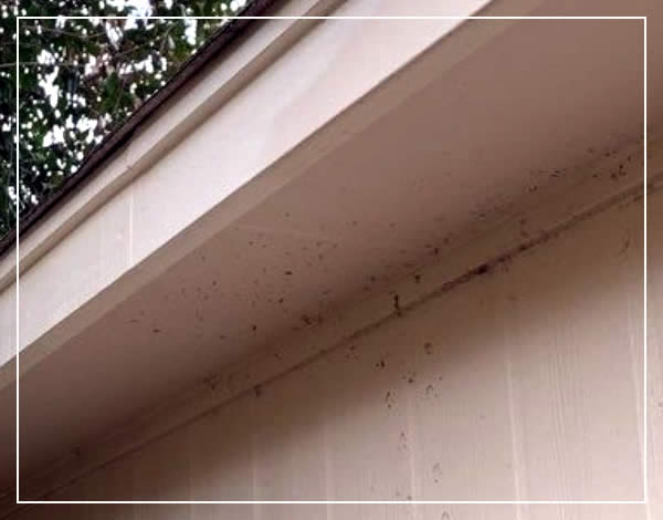 New Siding Installation Services